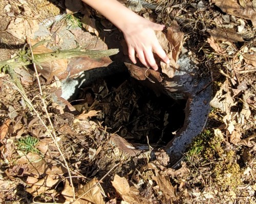 A hand reaches toward a dark hole in the ground, surrounded by fallen leaves and natural debris.