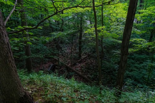 A lush green forest with dense trees and underbrush, featuring fallen branches and a hint of a path in the background.