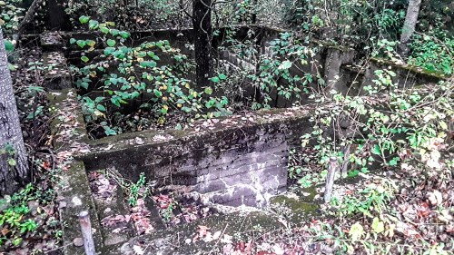 Overgrown ruins of a stone structure surrounded by trees and foliage, with fallen leaves scattered on the ground.