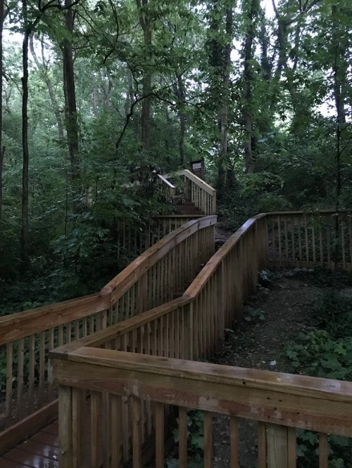 A winding wooden walkway through a dense, green forest, surrounded by trees and foliage.