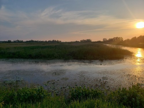 A serene wetland at sunset, with calm waters reflecting the sky and lush greenery surrounding the scene.