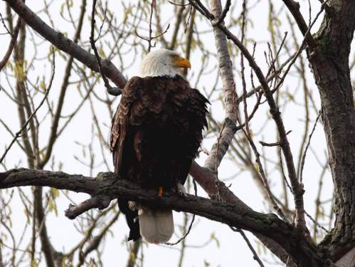 A bald eagle perched on a tree branch, facing away, with a backdrop of bare branches and a cloudy sky.