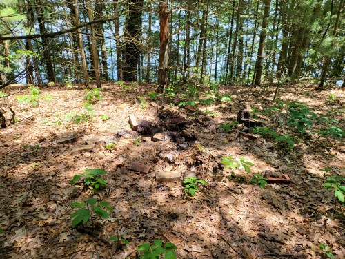 A forest floor covered in leaves, with scattered bricks and debris among small plants and trees in the background.