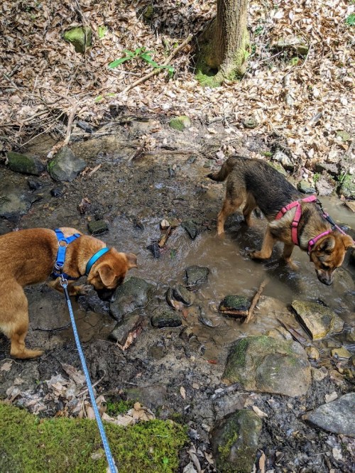 Two dogs exploring a muddy stream in a wooded area, surrounded by leaves and rocks.