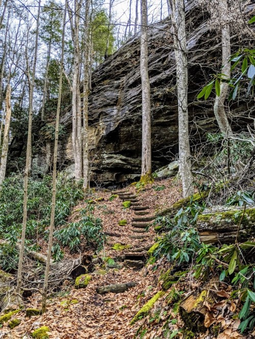 A forest path with wooden steps leading up to a rocky cliff, surrounded by trees and green foliage.