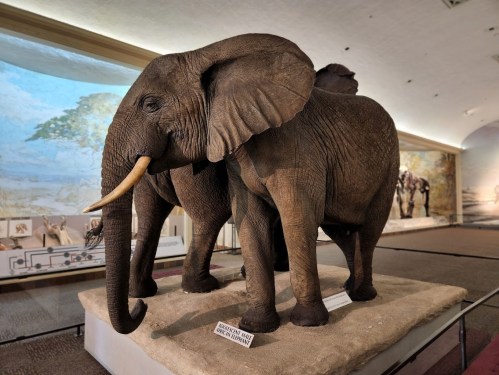 A taxidermy elephant display in a museum, showcasing its detailed features and natural habitat backdrop.