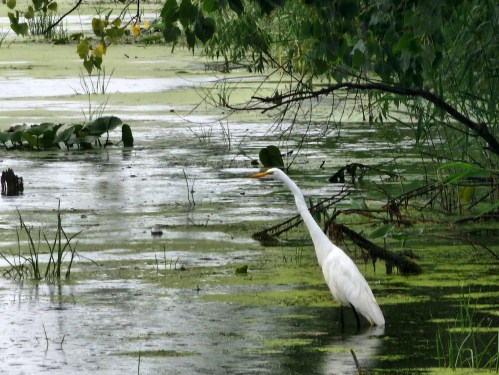 A great egret stands in a green, algae-covered wetland, surrounded by lush vegetation and still water.