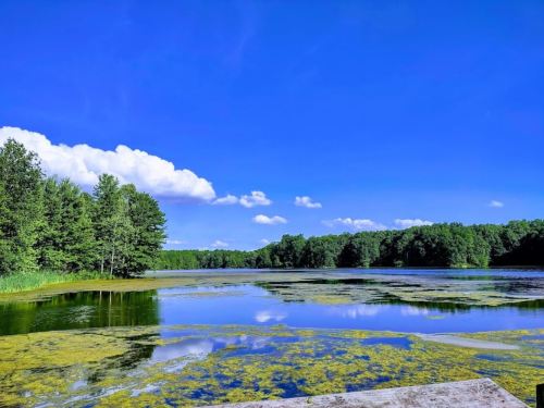 A serene lake surrounded by lush greenery under a bright blue sky with fluffy white clouds.
