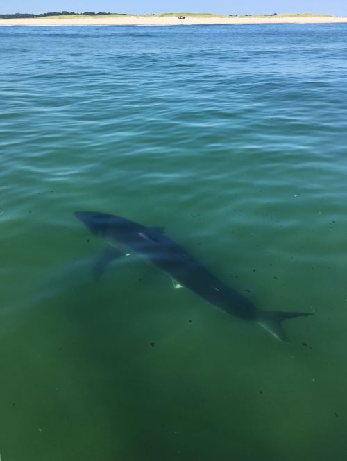 A shark swims just below the surface of clear green water, with a sandy shore visible in the background.
