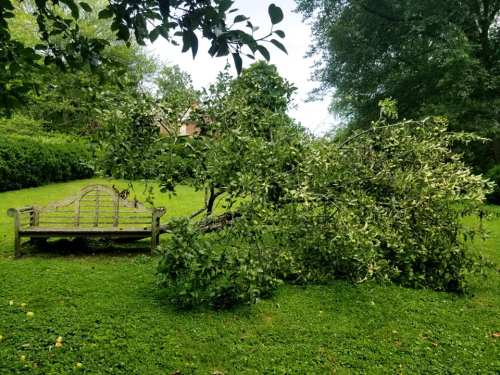 A fallen tree branch lies on the grass next to a wooden bench in a lush green garden.