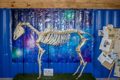 A horse skeleton displayed against a colorful galaxy backdrop, with a "DO NOT TOUCH" sign in front.
