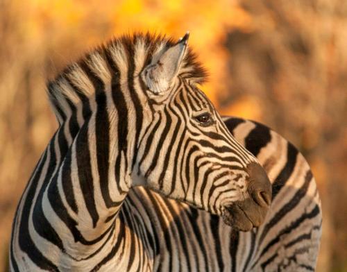A close-up of a zebra's head, showcasing its distinctive black and white stripes against a blurred autumn background.