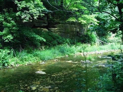 Lush green forest surrounds a clear, shallow stream with rocky bottom and gentle slopes in a serene natural setting.