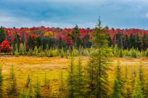 A vibrant autumn landscape featuring colorful trees in shades of red, orange, and yellow against a cloudy sky.