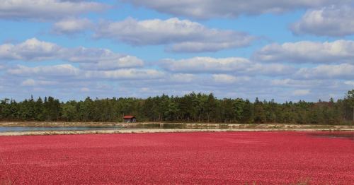 A vibrant red cranberry bog under a blue sky with fluffy clouds, surrounded by green trees and a distant shed.