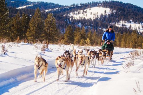 A person drives a dog sled team through a snowy landscape with mountains and pine trees in the background.