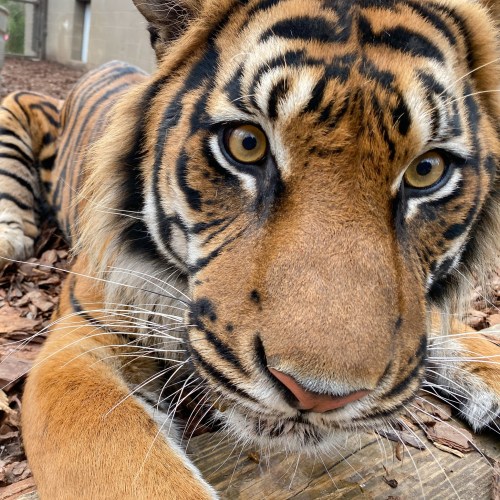 A close-up of a tiger lying on the ground, showcasing its striking eyes and distinctive striped fur.