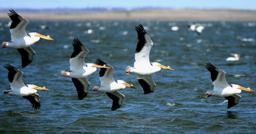 A group of pelicans flying in formation over a body of water, with a blurred background of shoreline and sky.