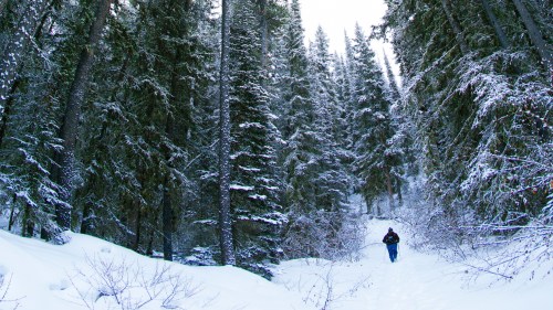 A person walks through a snowy forest, surrounded by tall evergreen trees and a serene winter landscape.