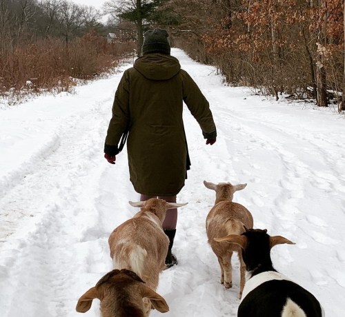 A person in a green coat walks down a snowy path, followed by three goats in a winter landscape.