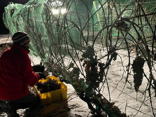 A person in a red jacket collects items from a yellow container near a netted structure in a snowy environment at night.