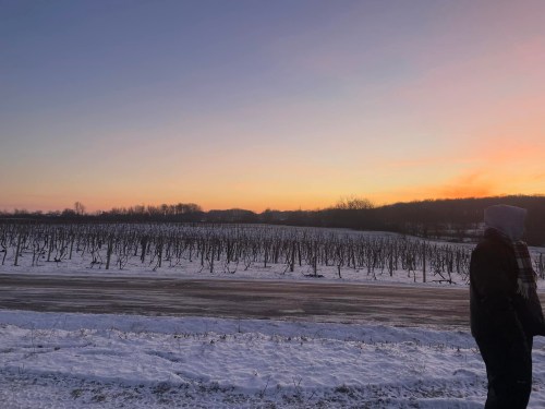 A person stands in a snowy landscape at sunset, with bare vineyards and hills in the background.