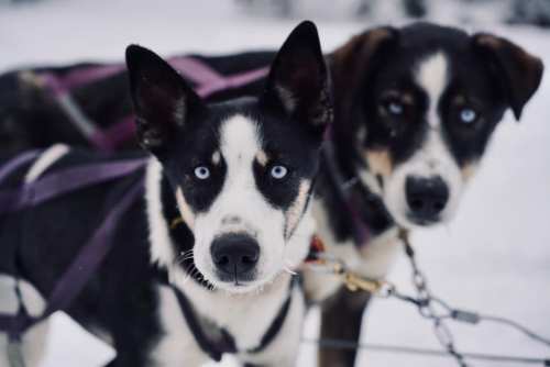 Two sled dogs with striking blue eyes, standing in the snow, wearing harnesses and looking directly at the camera.