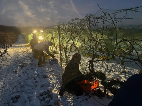 Workers harvest crops in a snowy field at dusk, illuminated by lights, with rows of vines in the background.