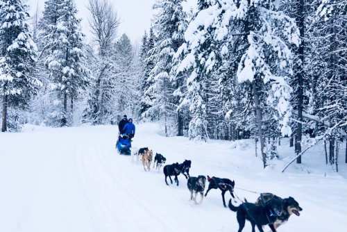 A dog sled team travels through a snowy forest, with trees covered in snow lining the path.