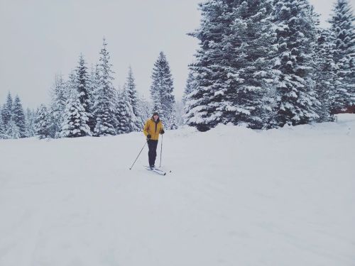 A person skiing on a snowy trail surrounded by tall evergreen trees.