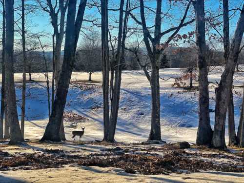 A deer stands in a snowy landscape, framed by bare trees under a clear blue sky.