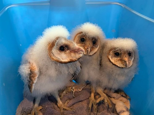 Three fluffy barn owl chicks huddle together in a blue container, with soft down feathers and curious expressions.