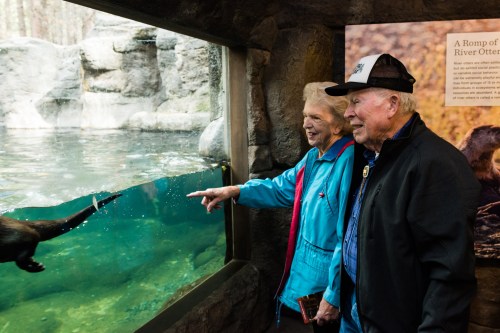 An elderly couple smiles and points at a river otter swimming in a zoo exhibit.
