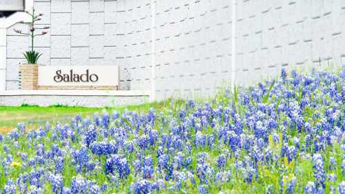 A field of bluebonnets in front of a stone wall with a sign that reads "Salado."