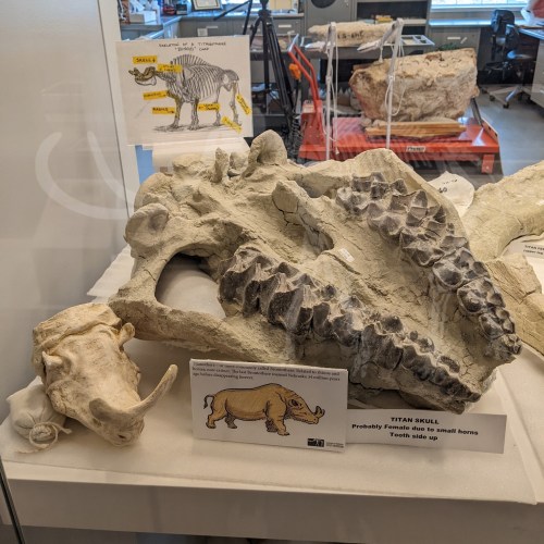 A fossilized Titan skull displayed alongside an illustration, highlighting its features and size.