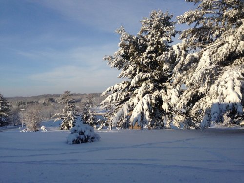 A snowy landscape with tall trees covered in snow under a clear blue sky.