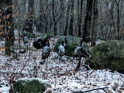 Wild turkeys foraging in a snowy forest, surrounded by rocks and bare trees.