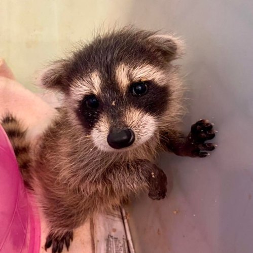 A cute raccoon with a fluffy coat and bright eyes, sitting on a surface with its paw raised.