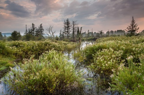 A serene wetland landscape with lush greenery, water reflections, and a cloudy sky at dawn.