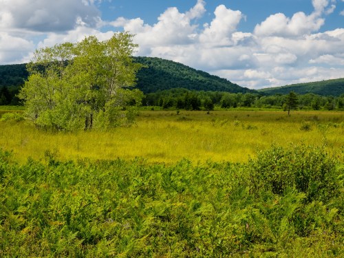A lush green field with a lone tree, rolling hills in the background, and a bright blue sky with fluffy clouds.