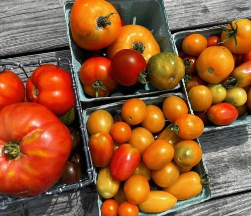 Freshly harvested tomatoes in various colors and sizes, arranged in baskets on a wooden surface.