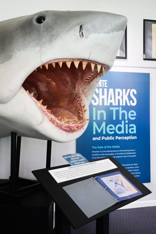 A large shark model with an open mouth displayed next to an informational sign about sharks in media and public perception.