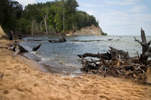 A sandy beach with driftwood, trees in the background, and calm water under a partly cloudy sky.