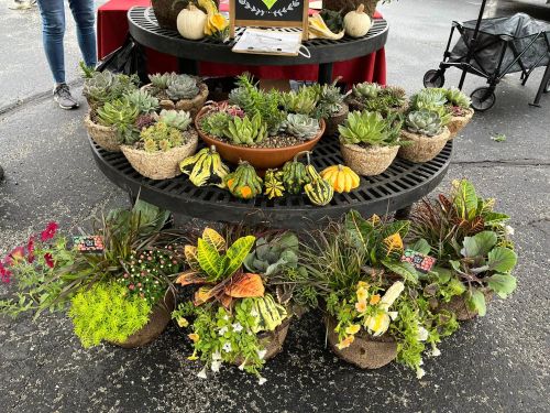 A display of various potted succulents and colorful gourds at a market, arranged on a circular black stand.