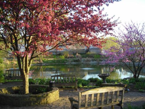 A serene garden scene with blooming pink trees, benches, and a calm pond reflecting the surroundings.
