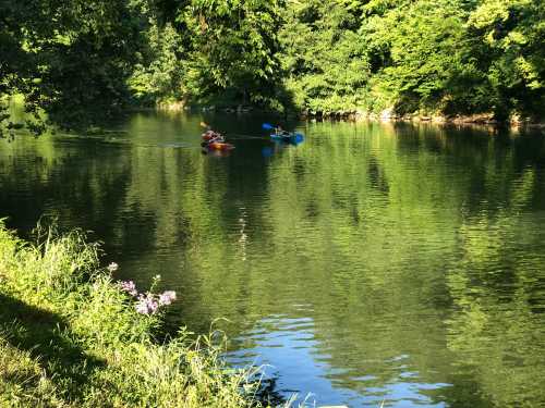 Two kayakers paddle on a calm, green river surrounded by lush trees and reflections on the water's surface.