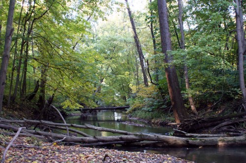 A serene forest scene with a calm creek, surrounded by lush green trees and fallen logs.