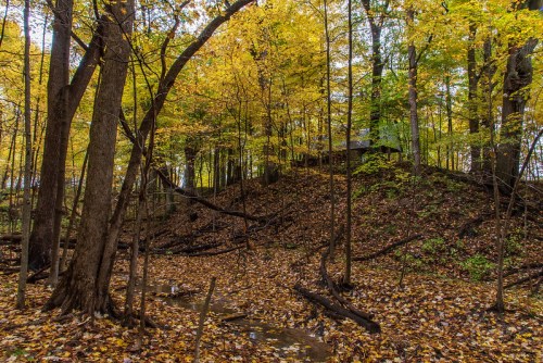 A serene forest scene in autumn, with vibrant yellow leaves, a small stream, and a cabin nestled among the trees.