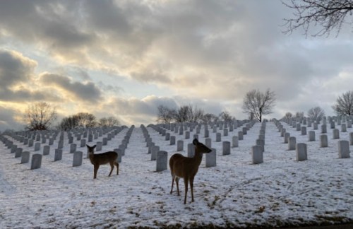Two deer stand in a snowy cemetery, surrounded by rows of gravestones under a cloudy sky.