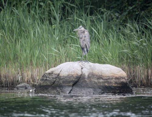 A heron stands on a rock in a calm body of water, surrounded by tall green grass.